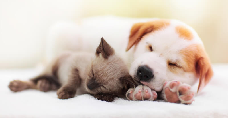 全館空調なら、愛犬や愛猫などのペットも快適